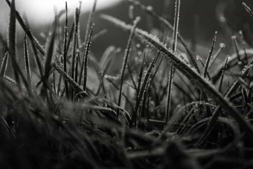 Winter Wonderland Pittsburgh PA Frozen Grass Blades Photo TaylorHandyPhoto Black and White