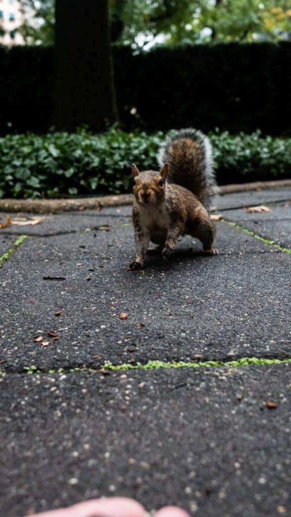 Squirrels Pittsburgh KDKA Animal Nut Hand Feed Downtown Baby Furry Close up Sigma Panasonic GH4