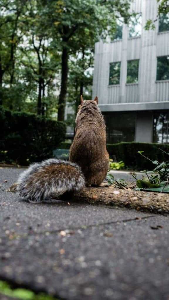 Squirrel Pittsburgh KDKA Downtown Nut Acorn Fur Tail Baby Feeding Fast Quick Close Up Sigma Panasonic GH4