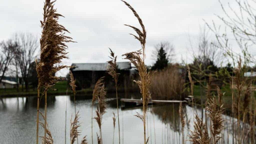 Outdoor Nature B-Roll Image Merging Scene Storytelling Engagement TaylorHandyPhoto