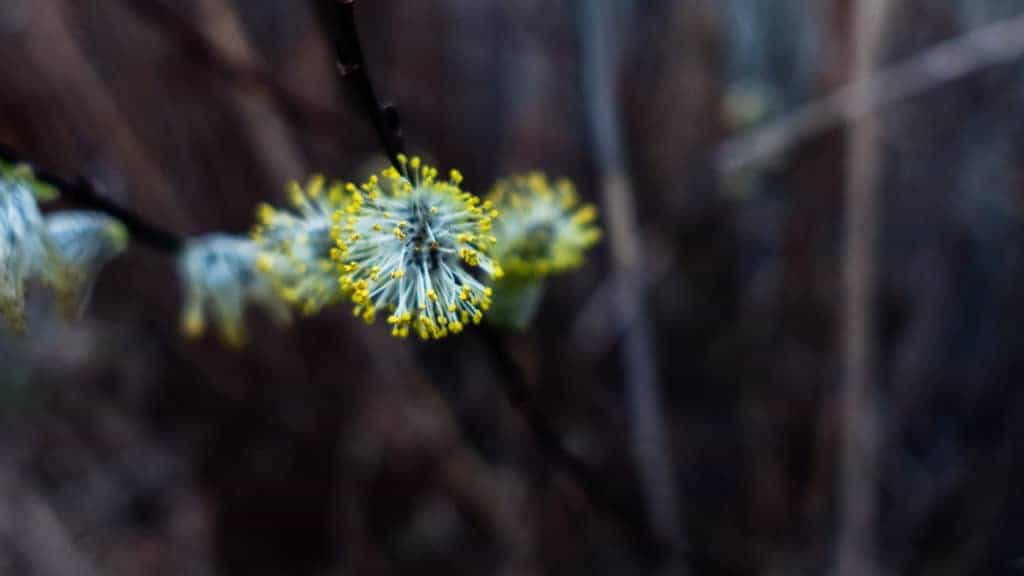 Macro Nature Photography Close up Flower Spring Outdoors