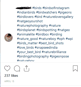 Instagram Hashtags Pigeons User