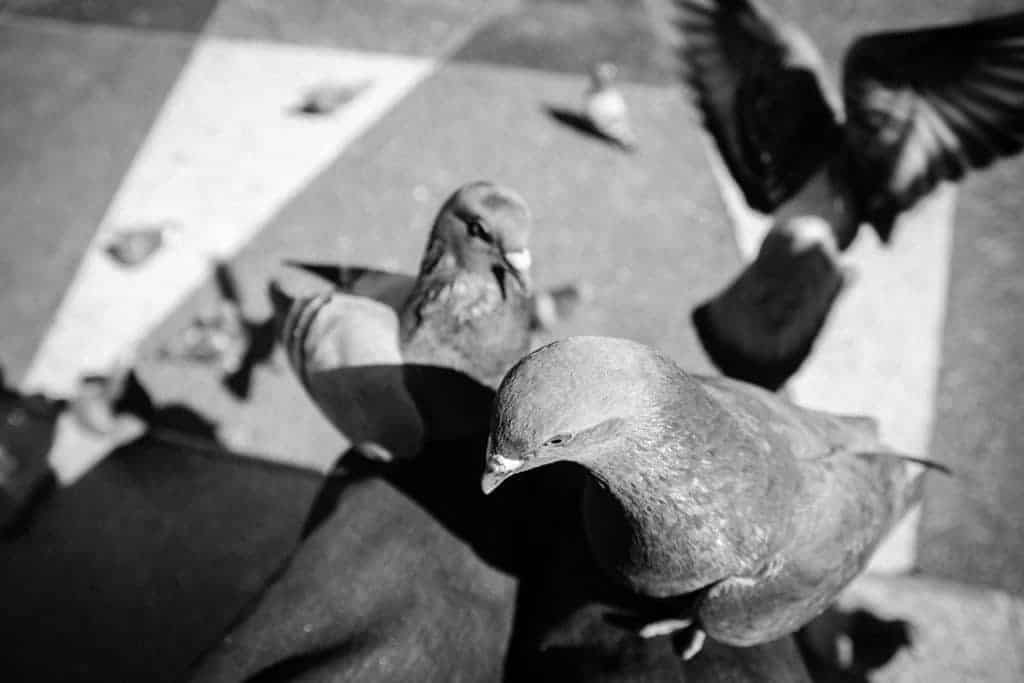 Pigeons on mans knee Domestic friendly birds