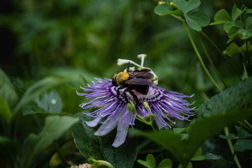 Bumblebee, Bees, Photography, Nature, Insect, Flower, Pollen, Nikon, TaylorHandyPhoto