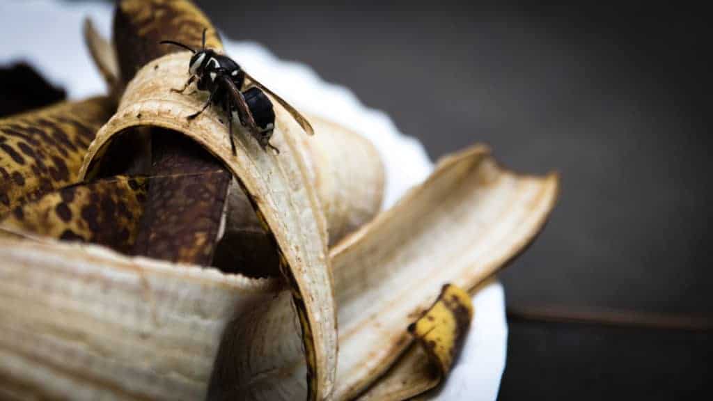 Bald Faced Hornet, Bug, Insect, Hornet, Banana, Peel, Fruit, Pheromones, Macro, Sigma, Pentax, TaylorHandyPhoto