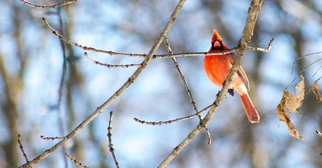 Cardinal, NC, Winter, Nature, Red Bird, State Bird, Pentax, TaylorHandyPhoto