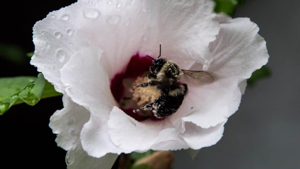 Bumblebee, Bees, Furry, Insect, Bug, Flower, Pollen, Rain, Photography, Macro, TaylorHandyPhoto