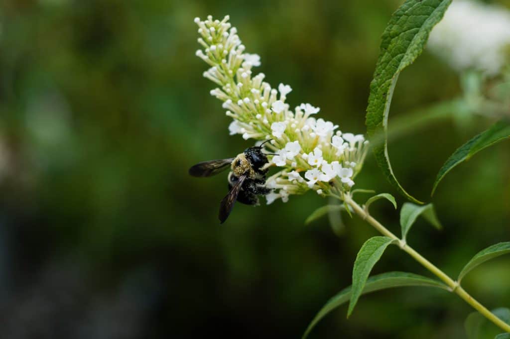 Bumblebee, Insect, Bug, Pollen, Flower, Nature, TaylorHandyPhoto, Bees, Beekeeping