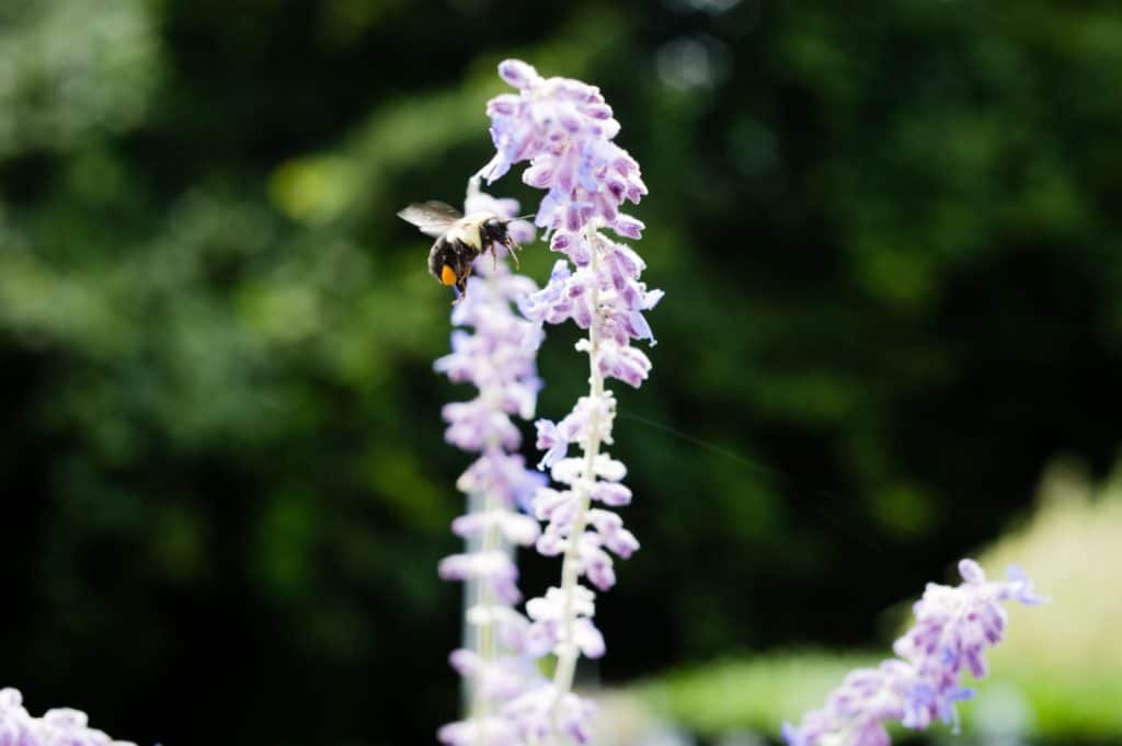 Bees, Salvia, Plant, Flower, Flying, Insect, Bumblebee, Nature, Outdoors, Pollinator, Wings, Nikon, TaylorHandyPhoto