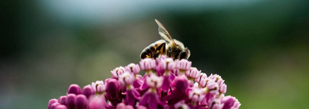 Bees, Flower, Honeybee, Nature, Nikon, Photography, Macro, TaylorHandyPhoto