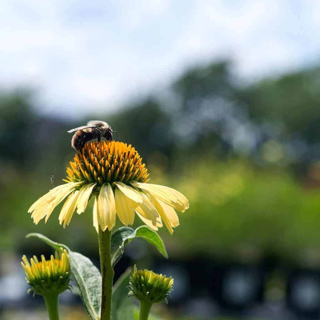 Bumblebee, Coneflower, Plumline Nursery, Pennsylvania, Outdoors, Natue, Bees, Photography, Nikon, TaylorHandyPhoto