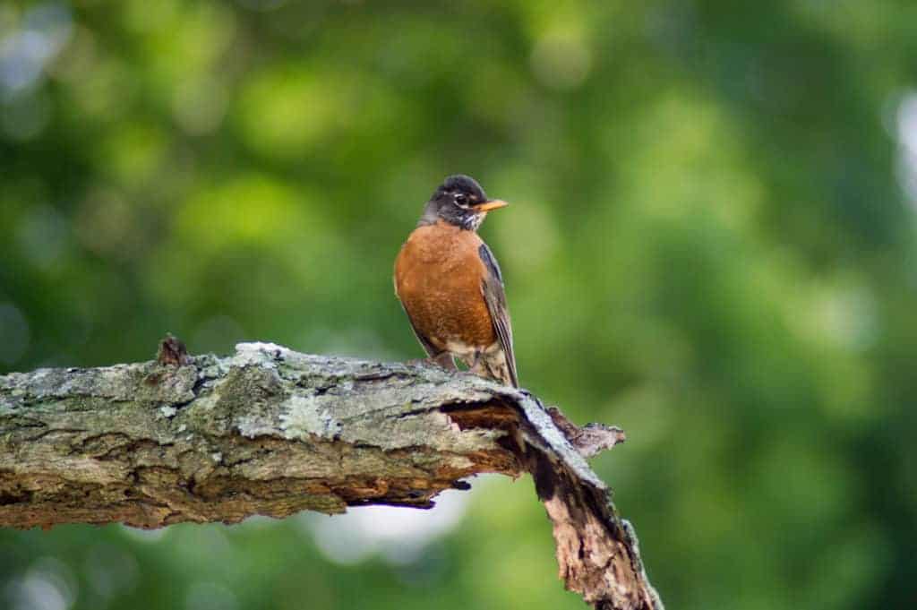 Bird, Robin, Pennsylvania, Nature, Tree, Outdoors, TaylorHandyPhoto