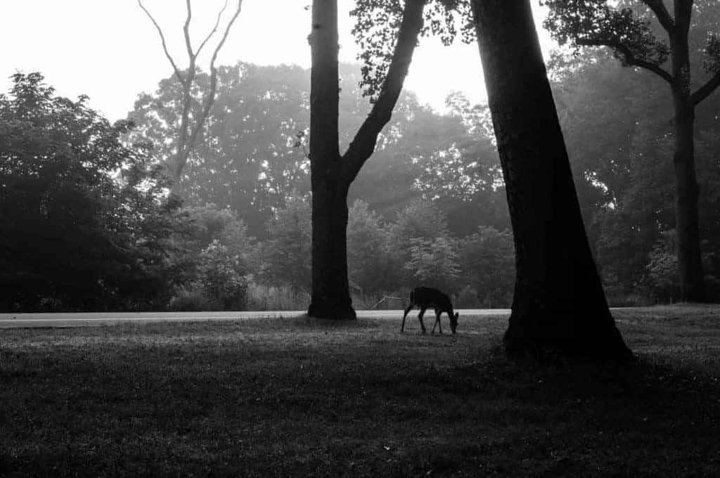 A Doe grazing in Schenley park in Pittsburgh PA black and white photo by Taylor Handy