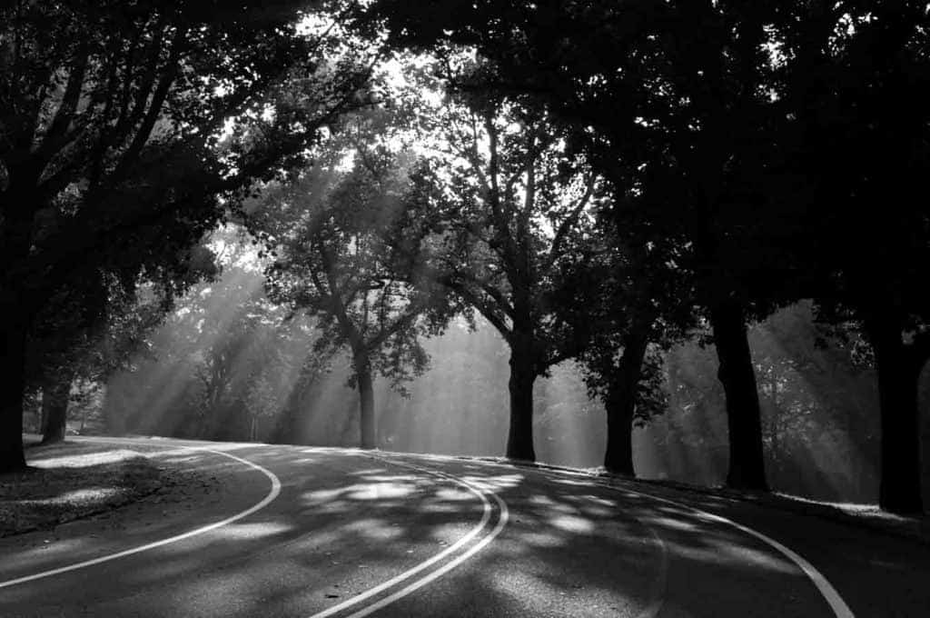 Light Rays black and white photo woods nature schenley park pittsburgh pa taylor handy photo