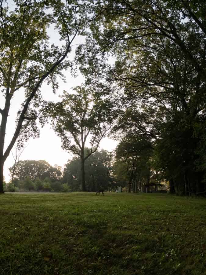 Nature and Doe grazing in Schenley Park with foggy weather in pittsburgh pa