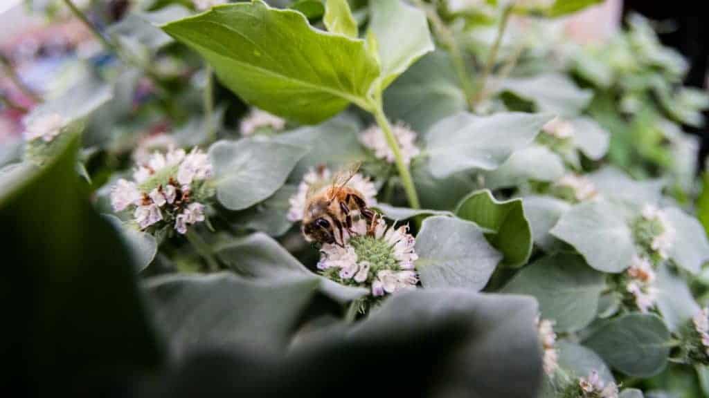 Betterbee Bee Photo Submission, beekeeping, honeybee, flower. traxx farms pittsburgh pa taylorhandyphoto