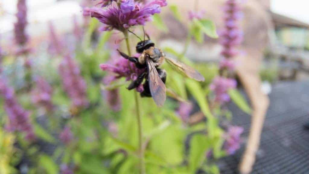 Bumblebee on salvia flower, traxx farms pittsburgh pa, beekeeping, pollinater