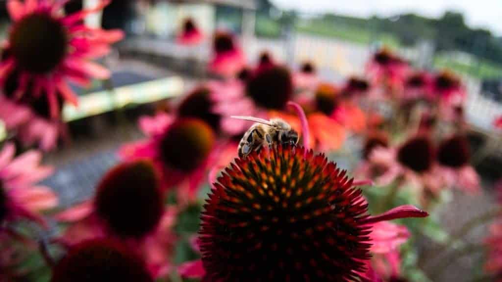 Red Coneflower with a honeybee, traxx farms pittsburgh pennsylvania, beekeeping, betterbee photo submission