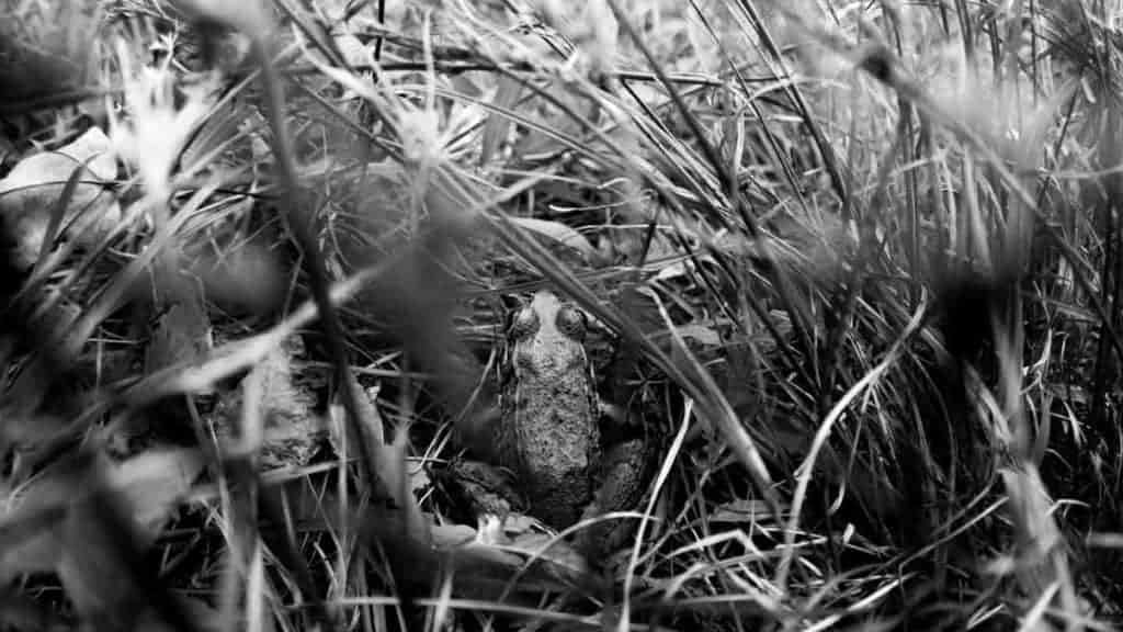 Frog in dense grass black and white photo in poconos pennsylvania