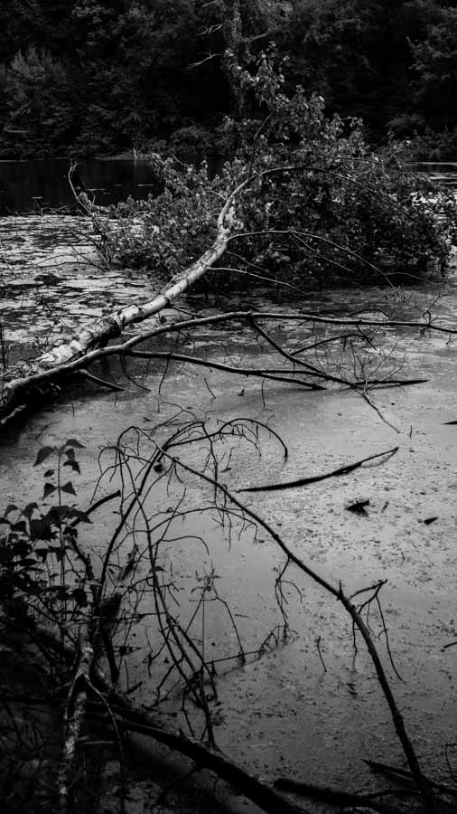 Downed Tree in Lake black and white photo