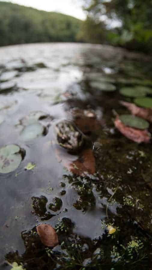 Frog OOF SOOC Water Amphibian