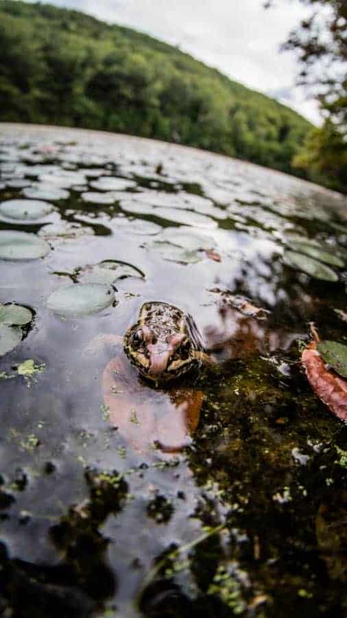 Frog The Poconos Hidden Lake Fisheye lens