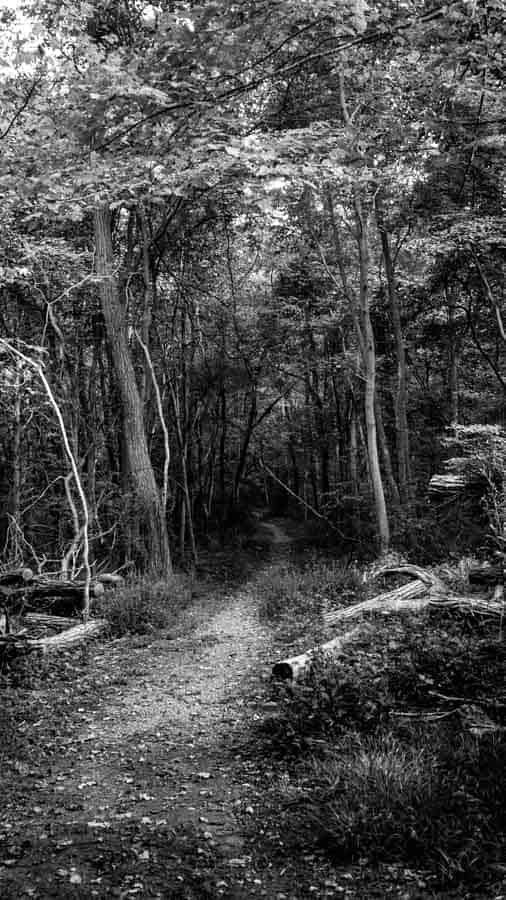 Forest in Black and White with pathway