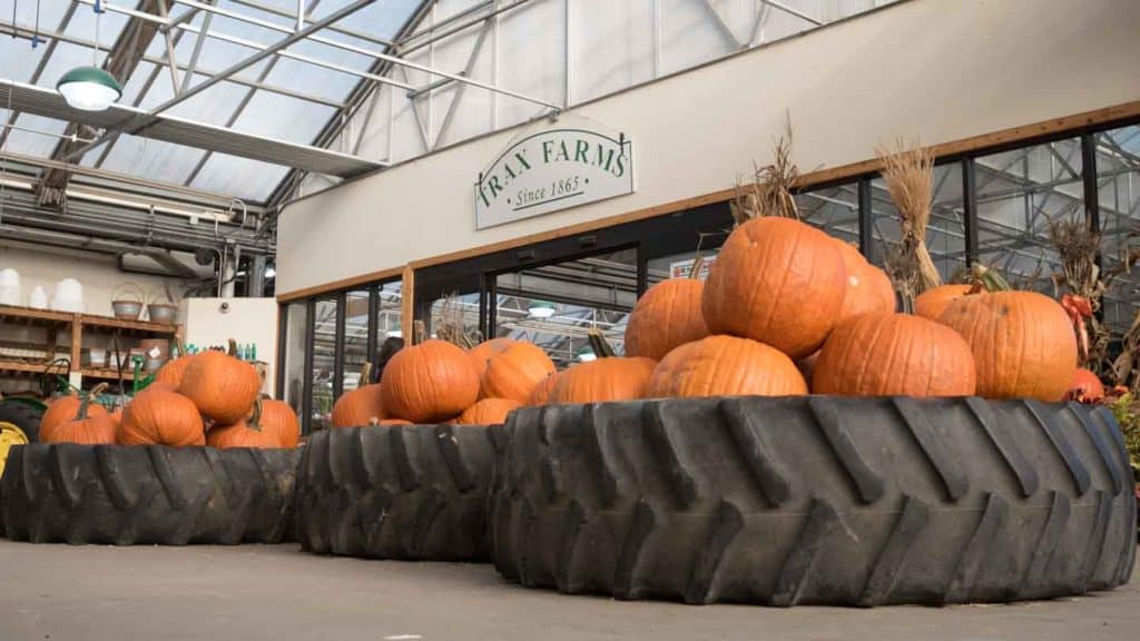 Traxx Farms Pittsburgh PA Finleyville Fall Pumpkins Autumn Taylor Handy Photo Photography