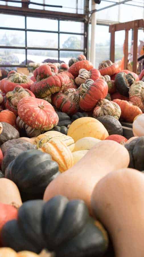 Squash Gourds Pumpkins Fall Autumn Traxx Farms Taylor Handy Photo